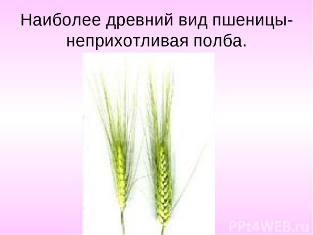 Наиболее древний вид пшеницы- неприхотливая полба.