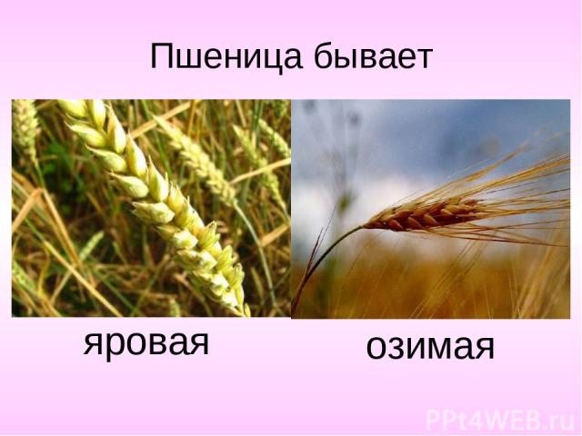 Пшеница бывает яровая озимая