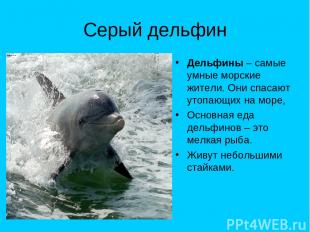 Серый дельфин Дельфины – самые умные морские жители. Они спасают утопающих на мо