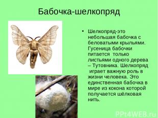 Бабочка-шелкопряд Шелкопряд-это небольшая бабочка с беловатыми крыльями. Гусениц