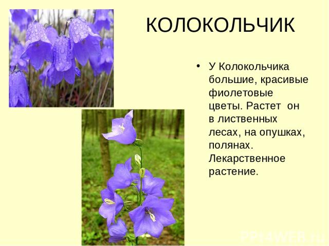 КОЛОКОЛЬЧИК У Колокольчика большие, красивые фиолетовые цветы. Растет он в лиственных лесах, на опушках, полянах. Лекарственное растение.