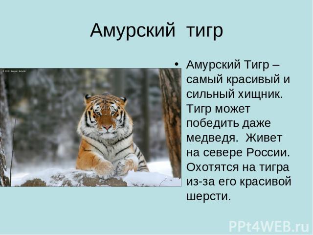 Амурский тигр Амурский Тигр – самый красивый и сильный хищник. Тигр может победить даже медведя. Живет на севере России. Охотятся на тигра из-за его красивой шерсти.