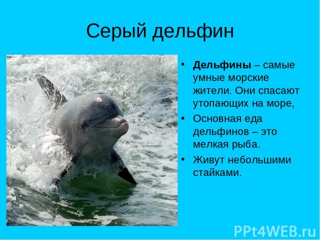 Серый дельфин Дельфины – самые умные морские жители. Они спасают утопающих на море, Основная еда дельфинов – это мелкая рыба. Живут небольшими стайками.