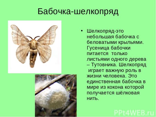 Бабочка-шелкопряд Шелкопряд-это небольшая бабочка с беловатыми крыльями. Гусеница бабочки питается только листьями одного дерева – Тутовника. Шелкопряд играет важную роль в жизни человека. Это единственная бабочка в мире из кокона которой получается…