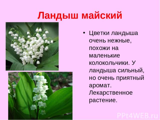 Ландыш майский Цветки ландыша очень нежные, похожи на маленькие колокольчики. У ландыша сильный, но очень приятный аромат. Лекарственное растение.