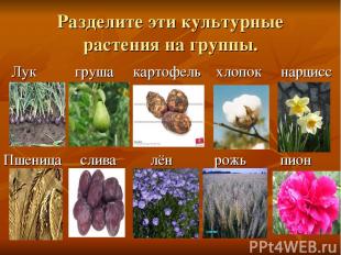 Разделите эти культурные растения на группы. Лук груша картофель хлопок нарцисс