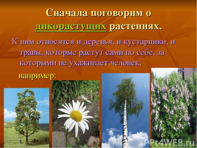 Сначала поговорим о дикорастущих растениях. К ним относятся и деревья, и кустарники, и травы, которые растут сами по себе, за которыми не ухаживает человек. например: