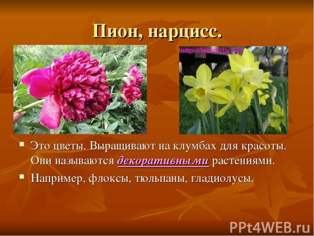 Пион, нарцисс. Это цветы. Выращивают на клумбах для красоты. Они называются декоративными растениями. Например, флоксы, тюльпаны, гладиолусы.