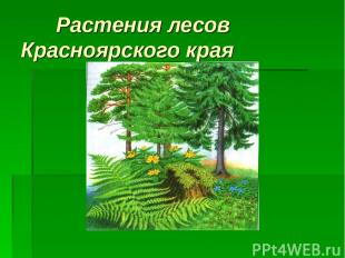 Растения лесов Красноярского края