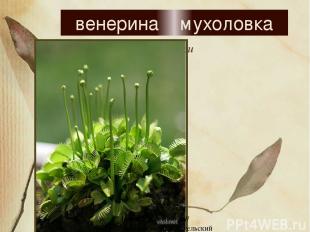 Захлопывающиеся ловушки венерина мухоловка http.www.deti-66.ru// детский исследо