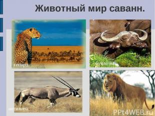 Животный мир саванн. гепард антилопа буйволы лев