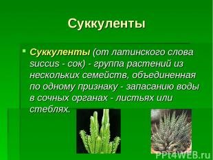 Суккуленты Суккуленты (от латинского слова succus - сок) - группа растений из не