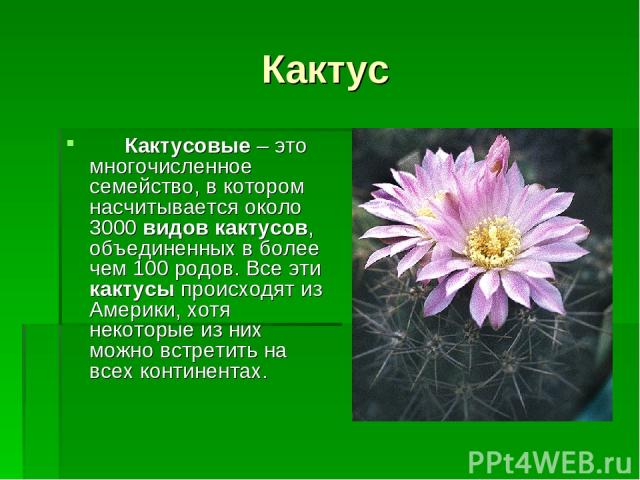 Кактус       Кактусовые – это многочисленное семейство, в котором насчитывается около 3000 видов кактусов, объединенных в более чем 100 родов. Все эти кактусы происходят из Америки, хотя некоторые из них можно встретить на всех континентах.