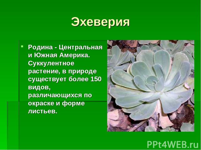 Эхеверия Родина - Центральная и Южная Америка. Суккулентное растение, в природе существует более 150 видов, различающихся по окраске и форме листьев.