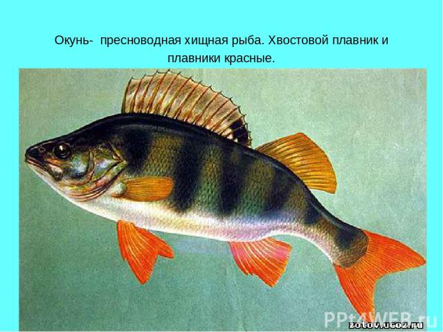 Окунь- пресноводная хищная рыба. Хвостовой плавник и плавники красные.