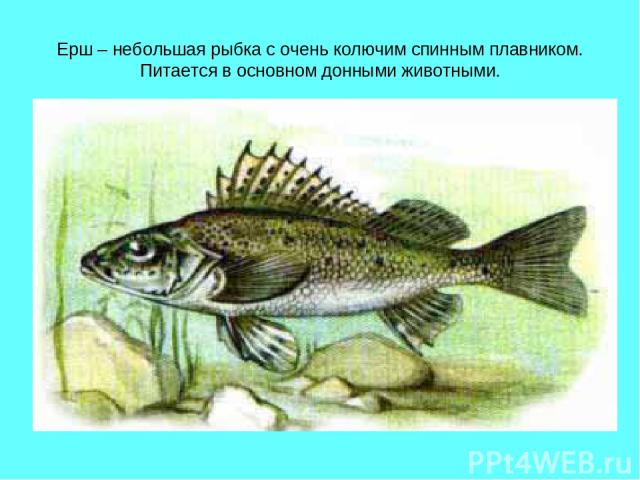 Ерш – небольшая рыбка с очень колючим спинным плавником. Питается в основном донными животными.