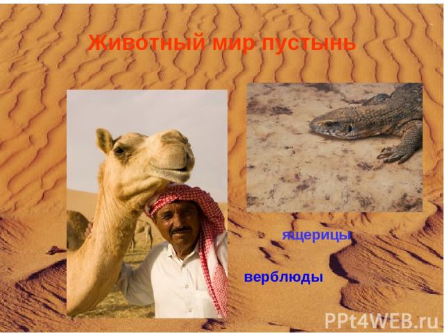 Животный мир пустынь верблюды ящерицы