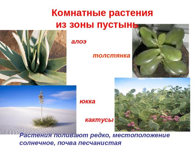 Комнатные растения из зоны пустынь алоэ юкка кактусы Растения поливают редко, местоположение солнечное, почва песчанистая толстянка