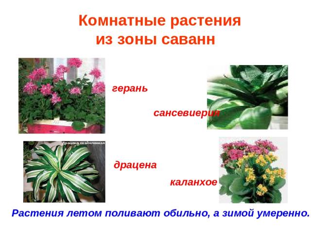 Комнатные растения из зоны саванн герань сансевиерия драцена каланхое Растения летом поливают обильно, а зимой умеренно.