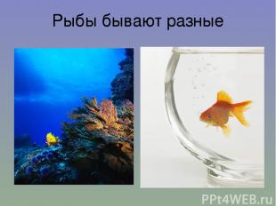 Рыбы бывают разные