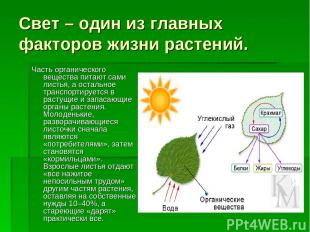 Свет – один из главных факторов жизни растений. Часть органического вещества пит
