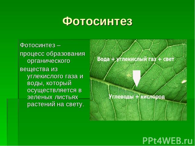 Фотосинтез Фотосинтез – процесс образования органического вещества из углекислого газа и воды, который осуществляется в зеленых листьях растений на свету.