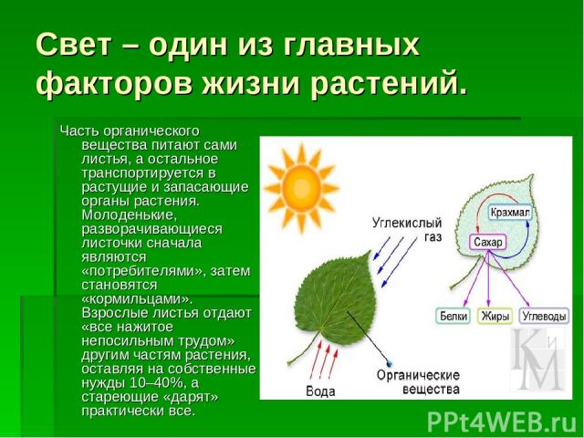 Свет – один из главных факторов жизни растений. Часть органического вещества питают сами листья, а остальное транспортируется в растущие и запасающие органы растения. Молоденькие, разворачивающиеся листочки сначала являются «потребителями», затем ст…