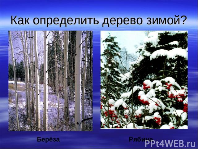 Как определить дерево зимой? Берёза Рябина