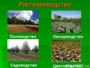 Растениеводство Садоводство Цветоводство Полеводство Овощеводство