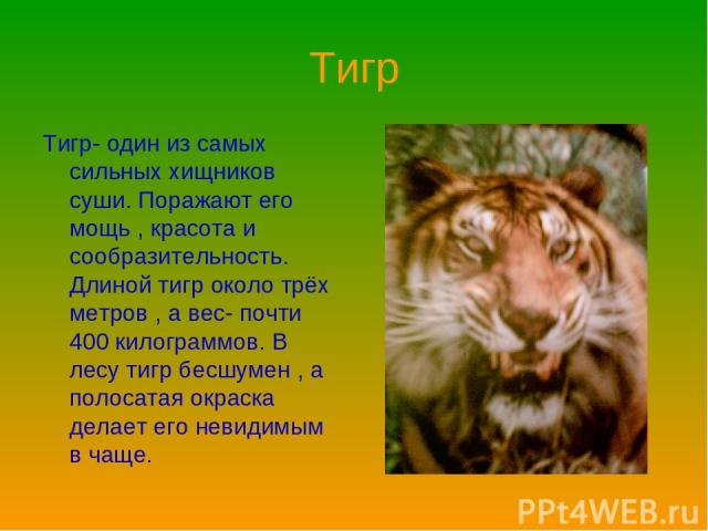 Тигр Тигр- один из самых сильных хищников суши. Поражают его мощь , красота и сообразительность. Длиной тигр около трёх метров , а вес- почти 400 килограммов. В лесу тигр бесшумен , а полосатая окраска делает его невидимым в чаще.