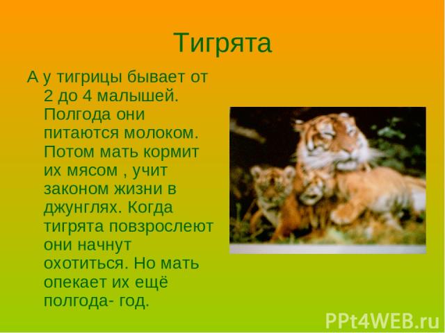 Тигрята А у тигрицы бывает от 2 до 4 малышей. Полгода они питаются молоком. Потом мать кормит их мясом , учит законом жизни в джунглях. Когда тигрята повзрослеют они начнут охотиться. Но мать опекает их ещё полгода- год.