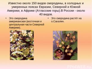 Известно около 150 видов смородины, в холодных и умеренных поясах Евразии, Север
