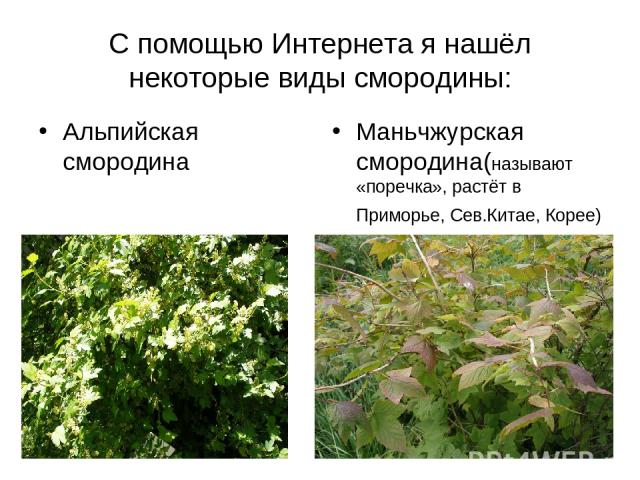 С помощью Интернета я нашёл некоторые виды смородины: Альпийская смородина Маньчжурская смородина(называют «поречка», растёт в Приморье, Сев.Китае, Корее)