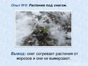 Опыт №5: Растения под снегом. Вывод: снег согревает растения от морозов и они не