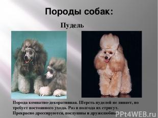 Породы собак: Порода комнатно-декоративная. Шерсть пуделей не линяет, но требует