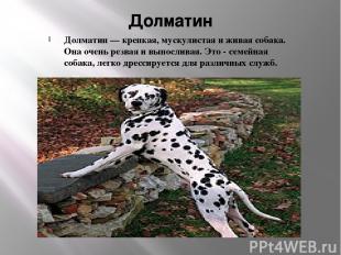 Долматин Долматин — крепкая, мускулистая и живая собака. Она очень резвая и выно