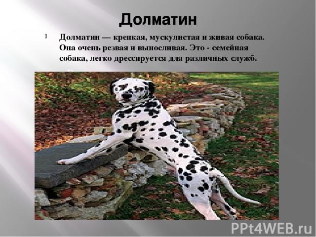 Долматин Долматин — крепкая, мускулистая и живая собака. Она очень резвая и выносливая. Это - семейная собака, легко дрессируется для различных служб.