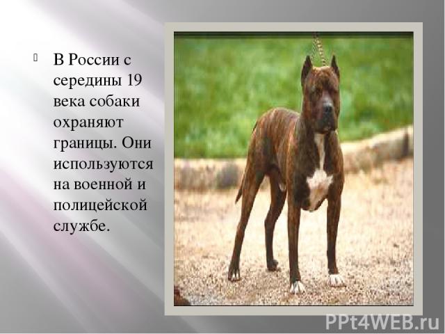 В России с середины 19 века собаки охраняют границы. Они используются на военной и полицейской службе.