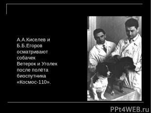 А.А.Киселев и Б.Б.Егоров осматривают собачек Ветерок и Уголек после полёта биосп