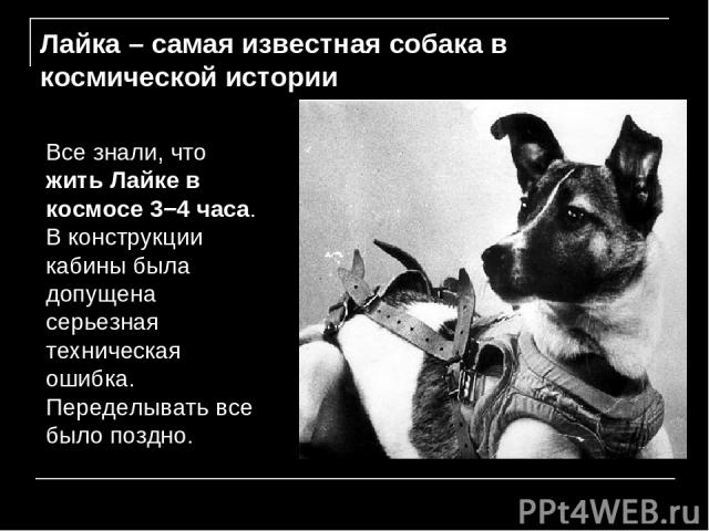 Лайка – самая известная собака в космической истории Все знали, что жить Лайке в космосе 3−4 часа. В конструкции кабины была допущена серьезная техническая ошибка. Переделывать все было поздно.
