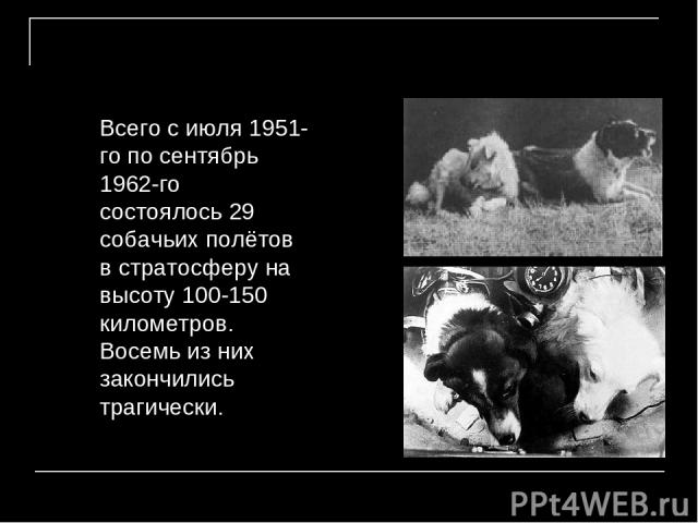 Всего с июля 1951-го по сентябрь 1962-го состоялось 29 собачьих полётов в стратосферу на высоту 100-150 километров. Восемь из них закончились трагически.