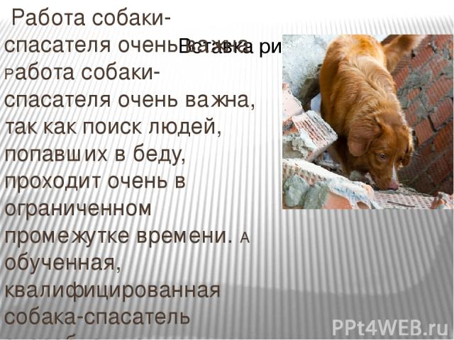 Работа собаки-спасателя очень важна Работа собаки-спасателя очень важна, так как поиск людей, попавших в беду, проходит очень в ограниченном промежутке времени. А обученная, квалифицированная собака-спасатель способна уловить запах человека или его …