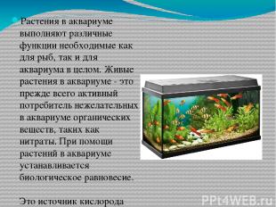 Растения в аквариуме выполняют различные функции необходимые как для рыб, так и