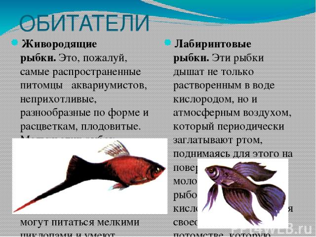 Живородящие аквариумные рыбки список с фото и описанием