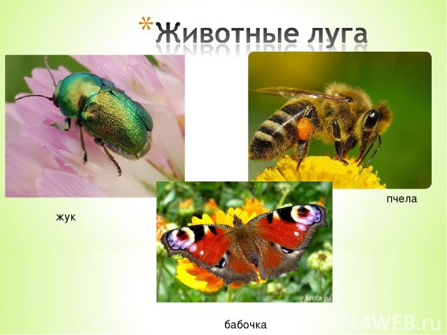 жук пчела бабочка