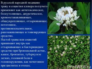 В русской народной медицине траву и соцветия клевера ползучего применяют как ант