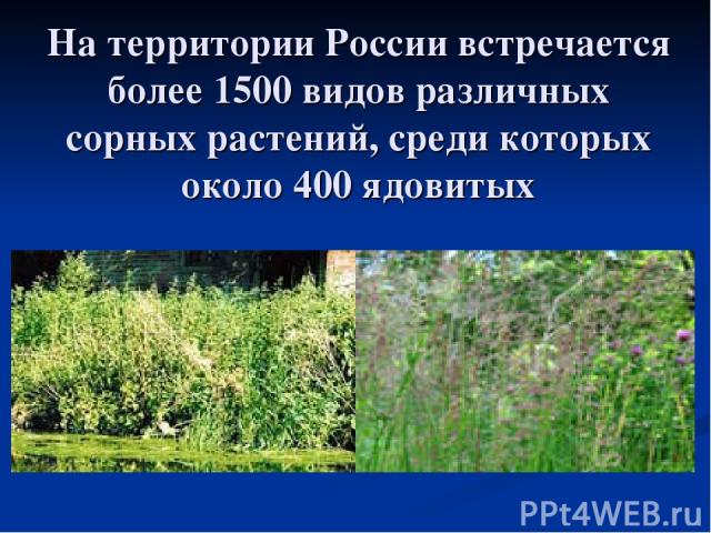 На территории России встречается более 1500 видов различных сорных растений, среди которых около 400 ядовитых