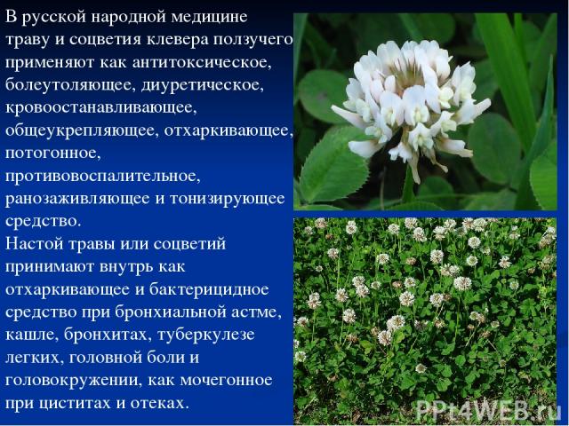 В русской народной медицине траву и соцветия клевера ползучего применяют как антитоксическое, болеутоляющее, диуретическое, кровоостанавливающее, общеукрепляющее, отхаркивающее, потогонное, противовоспалительное, ранозаживляющее и тонизирующее средс…