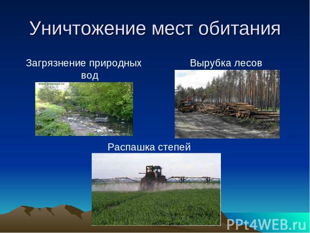 Уничтожение мест обитания Загрязнение природных вод Вырубка лесов Распашка степей