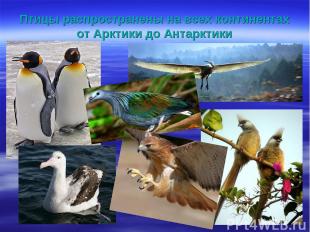 Птицы распространены на всех континентах от Арктики до Антарктики